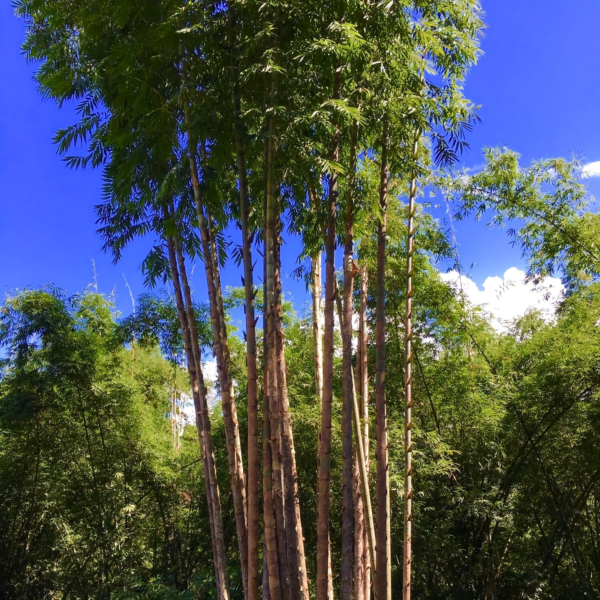 Tre rồng khổng lồ - Dendrocalamus Sinicus