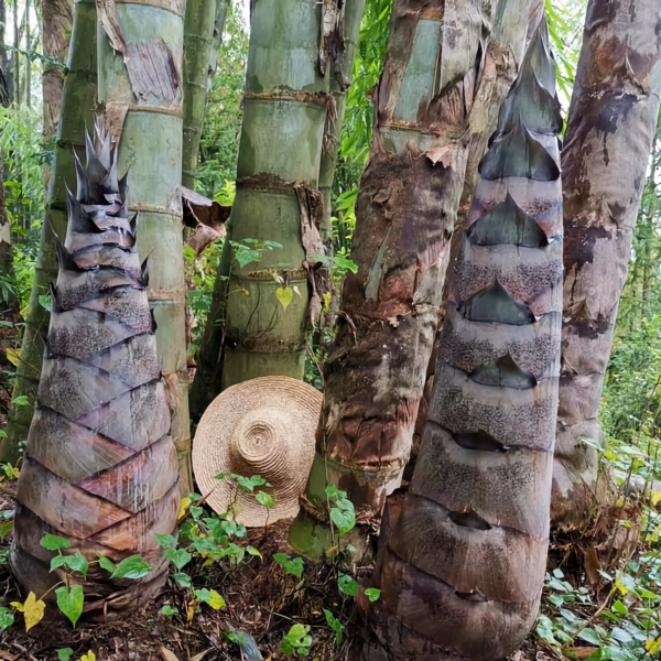 Măng Tre rồng - Tre rồng khổng lồ - Dendrocalamus Sinicus