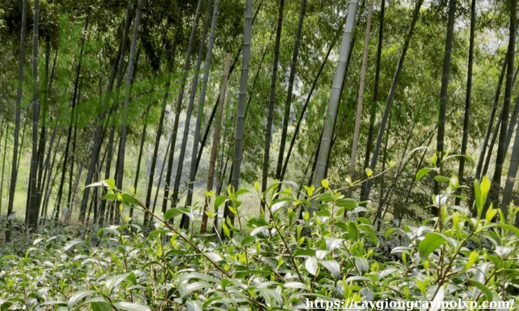 Giải pháp xanh