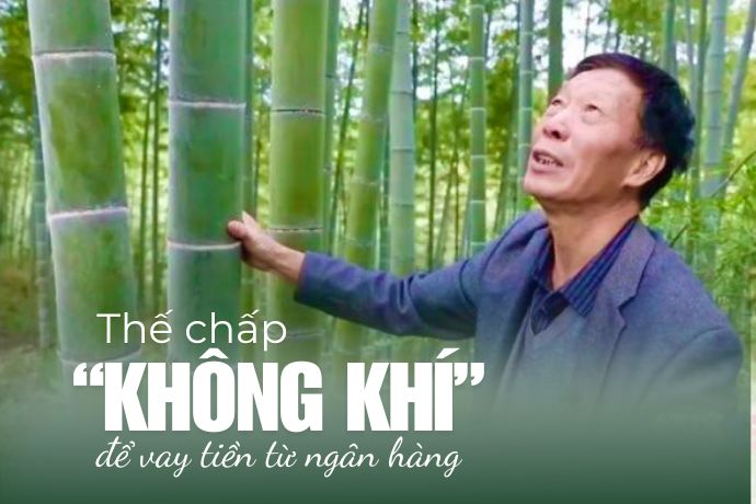 Thị trường tín chỉ carbon: Làm thế nào để trồng tre sinh lời?