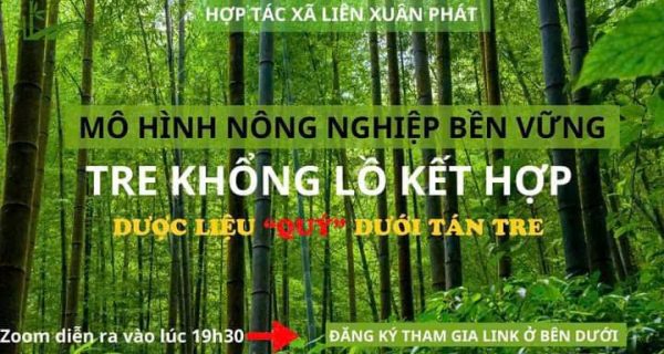 MÔ HÌNH LÀM KINH TẾ TRỒNG TRE KHỔNG LỒ