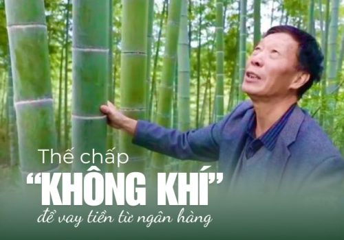 Thị trường tín chỉ carbon: Làm thế nào để trồng tre sinh lời?