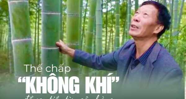 Thị trường tín chỉ carbon: Làm thế nào để trồng tre sinh lời?
