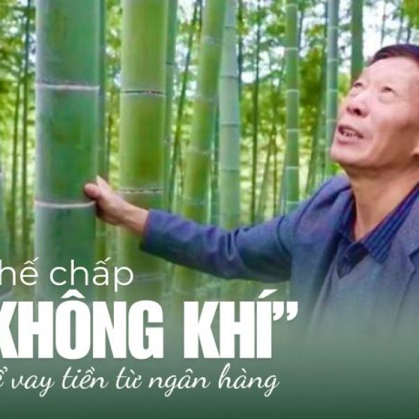 Thị trường tín chỉ carbon: Làm thế nào để trồng tre sinh lời?